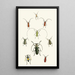 El gabinete de entomología oriental Pl XXX - John Obadiah Westwood — cuadro enmarcado en la pared
