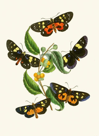 John Obadiah Westwood - The cabinet of oriental entomology Pl XXXIV.webp