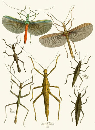 John Obadiah Westwood - The cabinet of oriental entomology Pl XXXIX.webp