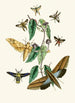 The Oriental Entomology Cabinet Pl XXXI - John Obadiah Westwood — artwork view