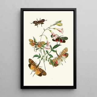 John Obadiah Westwood - The cabinet of oriental entomology Pl XXXVII.webp