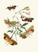 El gabinete de entomología oriental Pl XXXVII - John Obadiah Westwood — vista de la obra