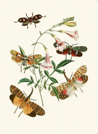 John Obadiah Westwood - The cabinet of oriental entomology Pl XXXVII.webp