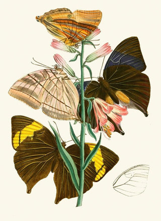 John Obadiah Westwood - The cabinet of oriental entomology Pl XX.webp