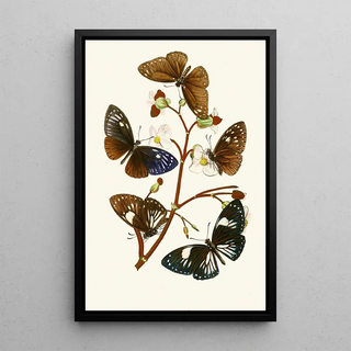 John Obadiah Westwood - The cabinet of oriental entomology Pl X.webp