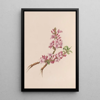 John Stevens Henslow - Mezereon.webp