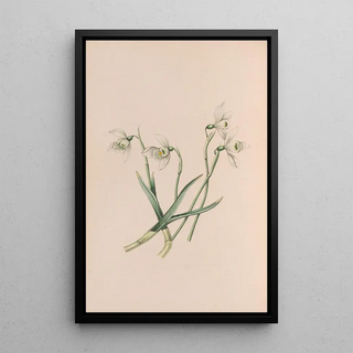 John Stevens Henslow - Snowdrop.webp