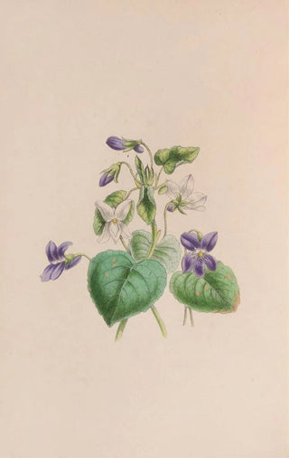 John Stevens Henslow - Sweet Scented Violet.webp