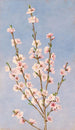 Flores de duraznero - John William Hill — vista de la obra