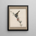 original watercolor drawings of birds and eggs Pl05 - John William Lewin — framed artwork on a wall