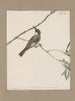 Dibujos originales a la acuarela de aves y huevos Pl07 - John William Lewin — vista de la obra