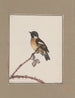Dibujos originales a la acuarela de aves y huevos Pl10 - John William Lewin — vista de la obra