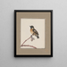 Dibujos originales a la acuarela de aves y huevos Pl10 - John William Lewin — cuadro enmarcado en la pared