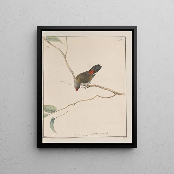 John William Lewin - Original watercolour drawings of birds and eggs Pl12.webp