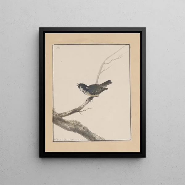 John William Lewin - Original watercolour drawings of birds and eggs Pl13.webp