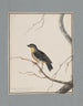 Dibujos originales a la acuarela de aves y huevos Pl16 - John William Lewin — vista de la obra