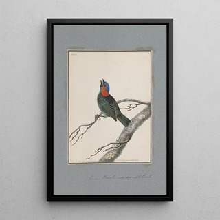 John William Lewin - Original watercolour drawings of birds and eggs Pl18.webp