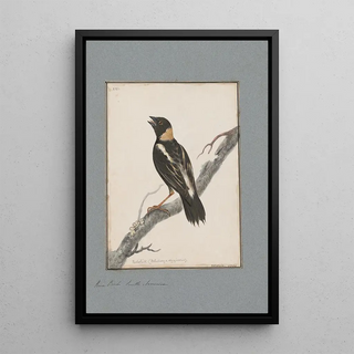 John William Lewin - Original watercolour drawings of birds and eggs Pl21.webp