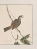 Dibujos originales a la acuarela de aves y huevos Pl27 - John William Lewin — vista de la obra