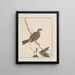 Dibujos originales a la acuarela de aves y huevos Pl27 - John William Lewin — cuadro enmarcado en la pared