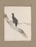 original watercolor drawings of birds and eggs Pl33 - John William Lewin — artwork view