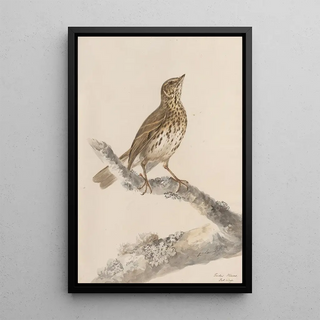 John William Lewin - Original watercolour drawings of birds and eggs Pl36.webp