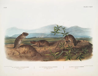 John Woodhouse Audubon - 1 Arvicola Townsendii Townsends Arvicola 2 Arvicola nasuta Sharpnosed Arvicola Natural size 3 Mus riparius Bank Rat Natural size.webp