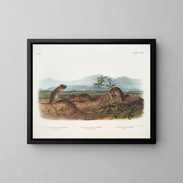 Arvicola de Townsend, Arvicola a nariz puntiaguda, Rata de las riberas - John Woodhouse Audubon — cuadro enmarcado en la pared
