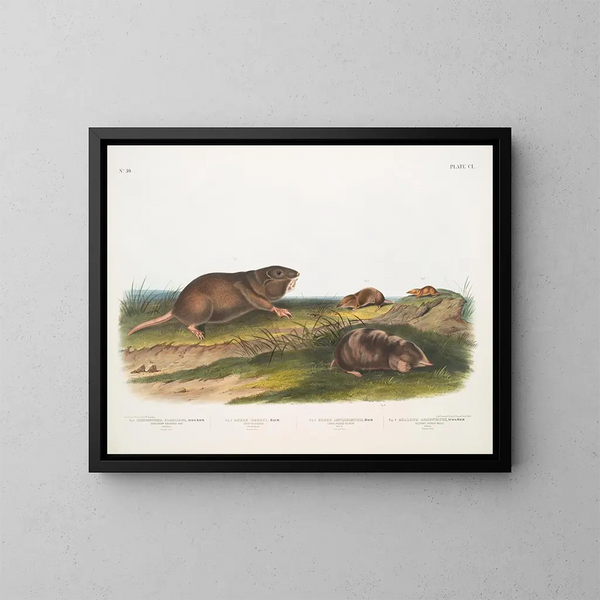 Ratón de bolsillo del sur, musaraña de Dekay - John Woodhouse Audubon — cuadro enmarcado en la pared