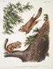Pteromys sabrinus Ardilla voladora del río Severn 2 Pteromys alpinus Ardilla de las montañas Rocosas - John Woodhouse Audubon — vista de la obra