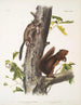 Sciurus Fremonsii Ardilla de Fremont Tamaño natural 2 Sciurus fuliginosus Ardilla fuliginosa Tamaño natural - John Woodhouse Audubon — vista de la obra