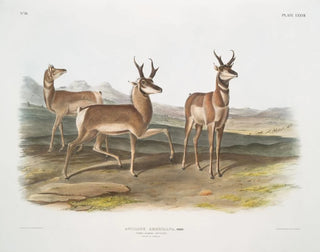 John Woodhouse Audubon - Antilope Americana Pronghorned Antelope Male  female.webp