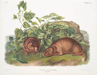 John Woodhouse Audubon - Arctomys Lewisii Lewis Marmot Natural size.webp