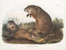Marmota de Maryland - John Woodhouse Audubon — vista de la obra