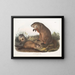 Marmota de Maryland - John Woodhouse Audubon — cuadro enmarcado en la pared