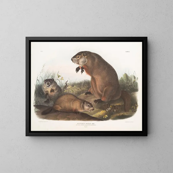 Marmota de Maryland - John Woodhouse Audubon — cuadro enmarcado en la pared