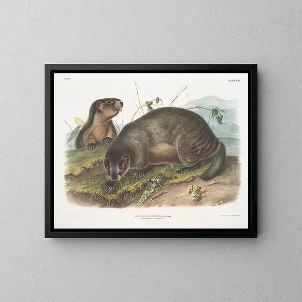 Marmota de las nieves - John Woodhouse Audubon — cuadro enmarcado en la pared