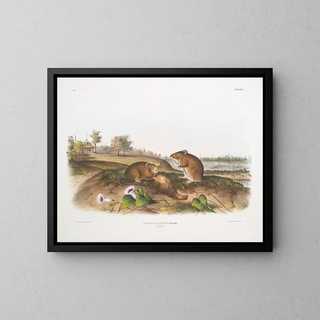 John Woodhouse Audubon - Arvicola hispidus Cotton Rat Natural size.webp