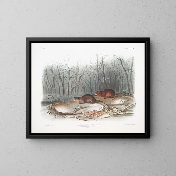 Ratón de las praderas de Richardson a tamaño natural - John Woodhouse Audubon — cuadro enmarcado en la pared