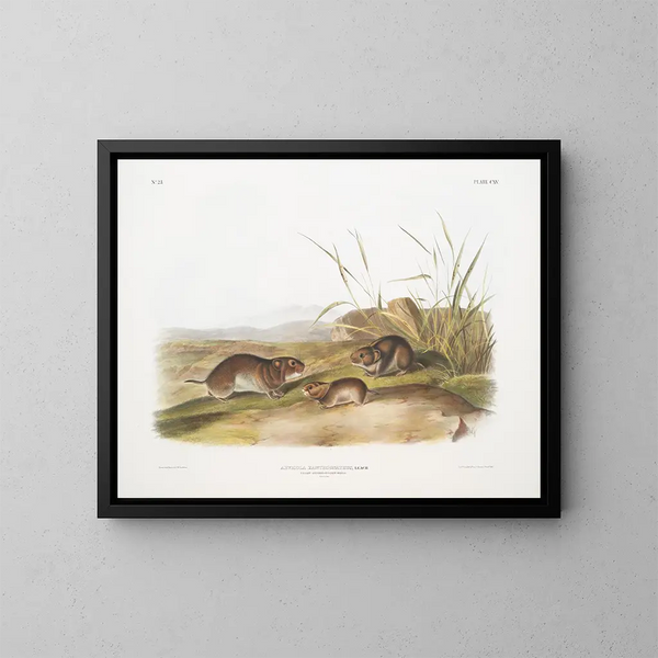 Ratón de praderas de mejillas amarillas tamaño natural - John Woodhouse Audubon — cuadro enmarcado en la pared