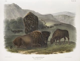 John Woodhouse Audubon - Bos Americanus American Bison 1 Female 2 Young 3 Male.webp