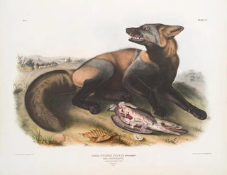 John Woodhouse Audubon - Canis Vulpes Fulvus American CrossFox.webp