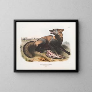 John Woodhouse Audubon - Canis Vulpes Fulvus American CrossFox.webp