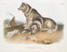 Eskimo Dog - John Woodhouse Audubon — artwork view