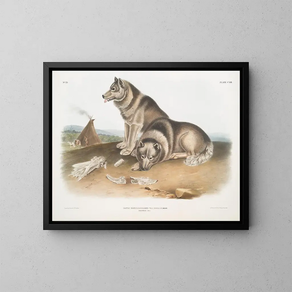 Perro esquimal - John Woodhouse Audubon — cuadro enmarcado en la pared