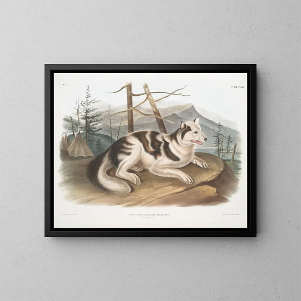 Perro doméstico macho de la India - John Woodhouse Audubon — cuadro enmarcado en la pared