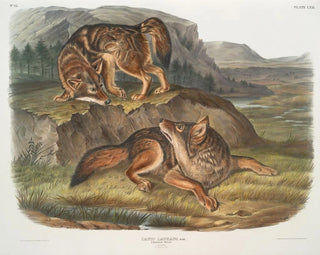 John Woodhouse Audubon - Canis latrans Prairie Wolf Males.webp