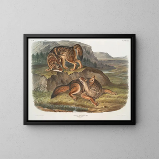 John Woodhouse Audubon - Canis latrans Prairie Wolf Males.webp