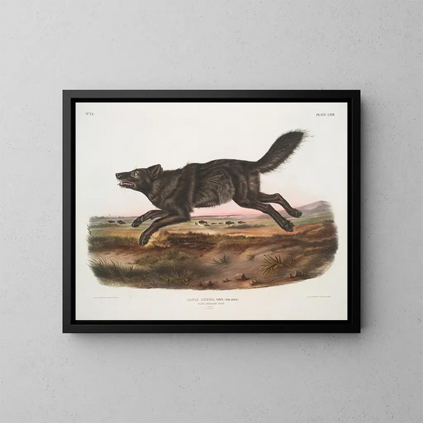 Loup noir américain mâle - John Woodhouse Audubon — cuadro enmarcado en la pared