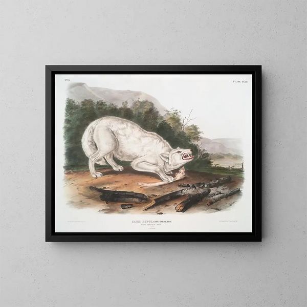 Loup blanc américain mâle - John Woodhouse Audubon — cuadro enmarcado en la pared